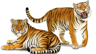 clipart:10uq3lqth54= tiger