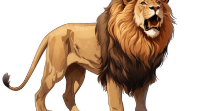 clipart:5xs5e-_r0we= lion