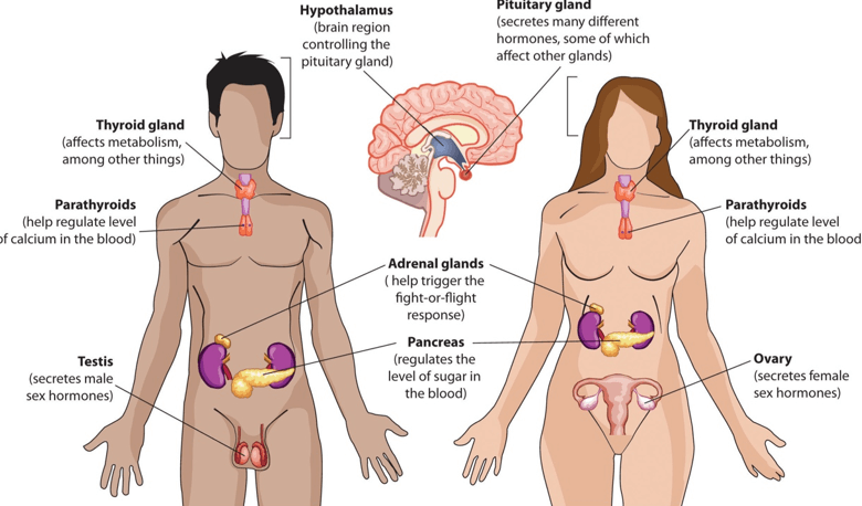 Simple:83v4kvlhm6w= Endocrine System