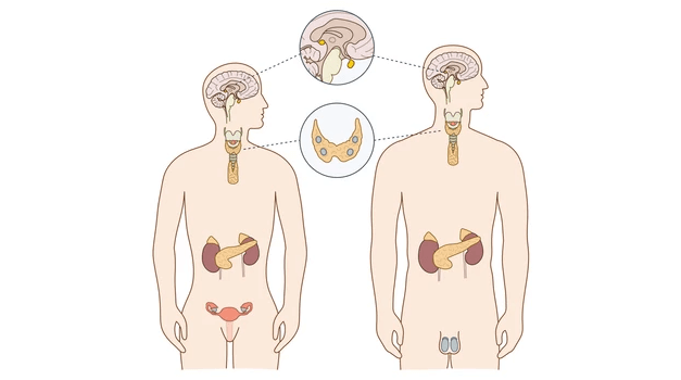 Simple:83v4kvlhm6w= Endocrine System