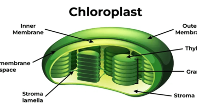 Simple:85t7_8iue1e= Chloroplast