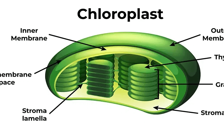 Simple:85t7_8iue1e= Chloroplast