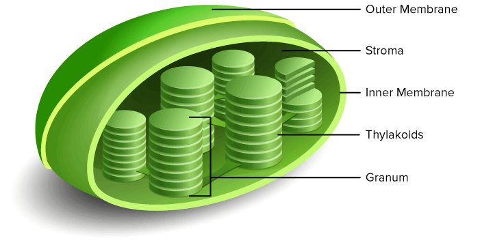 Simple:85t7_8iue1e= Chloroplast