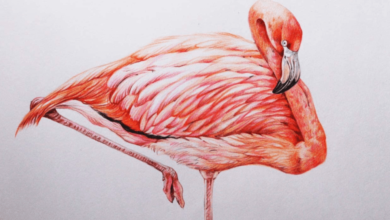 Drawing:P5vy9aqjdxm= Flamingos