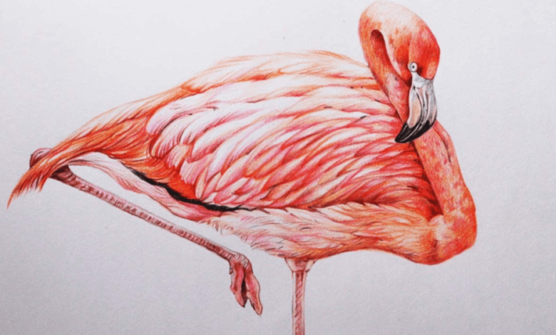 Drawing:P5vy9aqjdxm= Flamingos