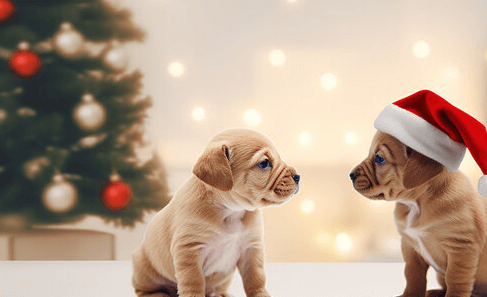 Animated:7f9tjonmorq= Christmas Cat Wallpaper