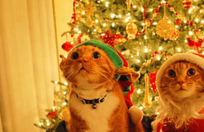  Animated:7f9tjonmorq= Christmas Cat Wallpaper
