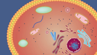 Simple:0g1lapckefa= Cell