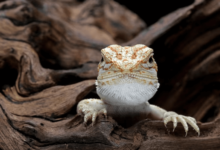 Cute:1u11l3x19ww= Bearded Dragon