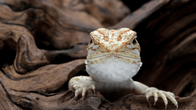 Cute:1u11l3x19ww= Bearded Dragon