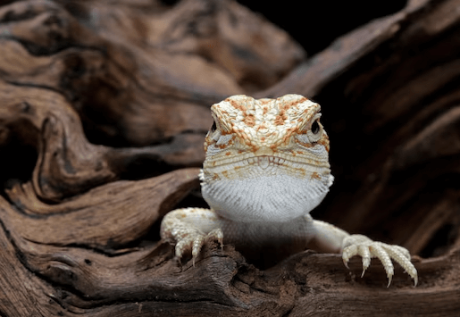 Cute:1u11l3x19ww= Bearded Dragon