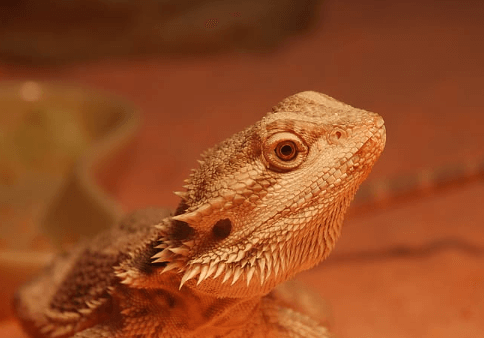 Cute:1u11l3x19ww= Bearded Dragon