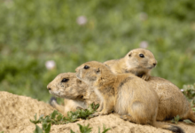 Baby:7oiiebchsnk= Black Footed Ferret