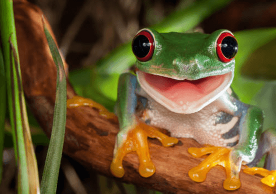 Cute:5pizq5emfkk= Frogs