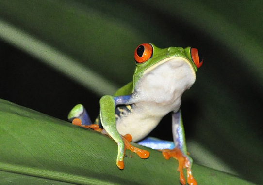 Cute:5pizq5emfkk= Frogs